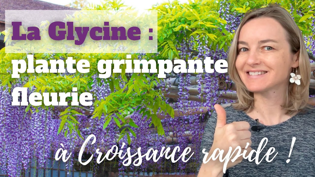 La glycine, plante grimpante fleurie à croissance rapide !