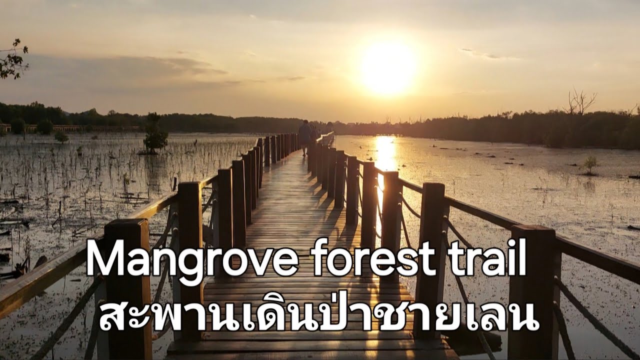 สะพานทางเดิน 2,300 เมตร ป่าชายเลนชลบุรี    2,300-meter seaside walkway mangrove forest