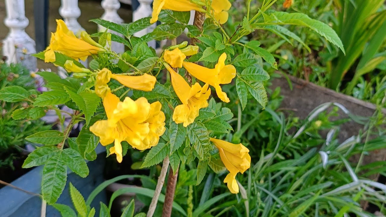 🌾🌺🌷Sıcaklara aldırmadan guzellesen çiçekler