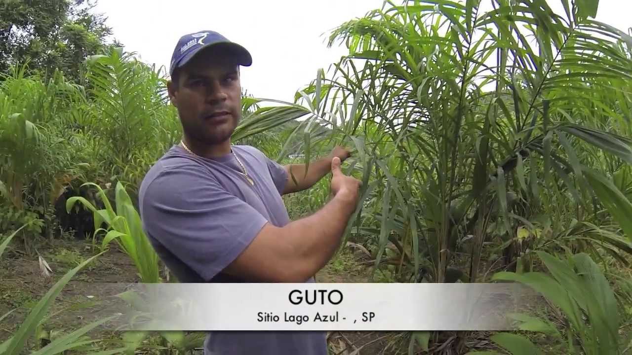 Producao de pupunha