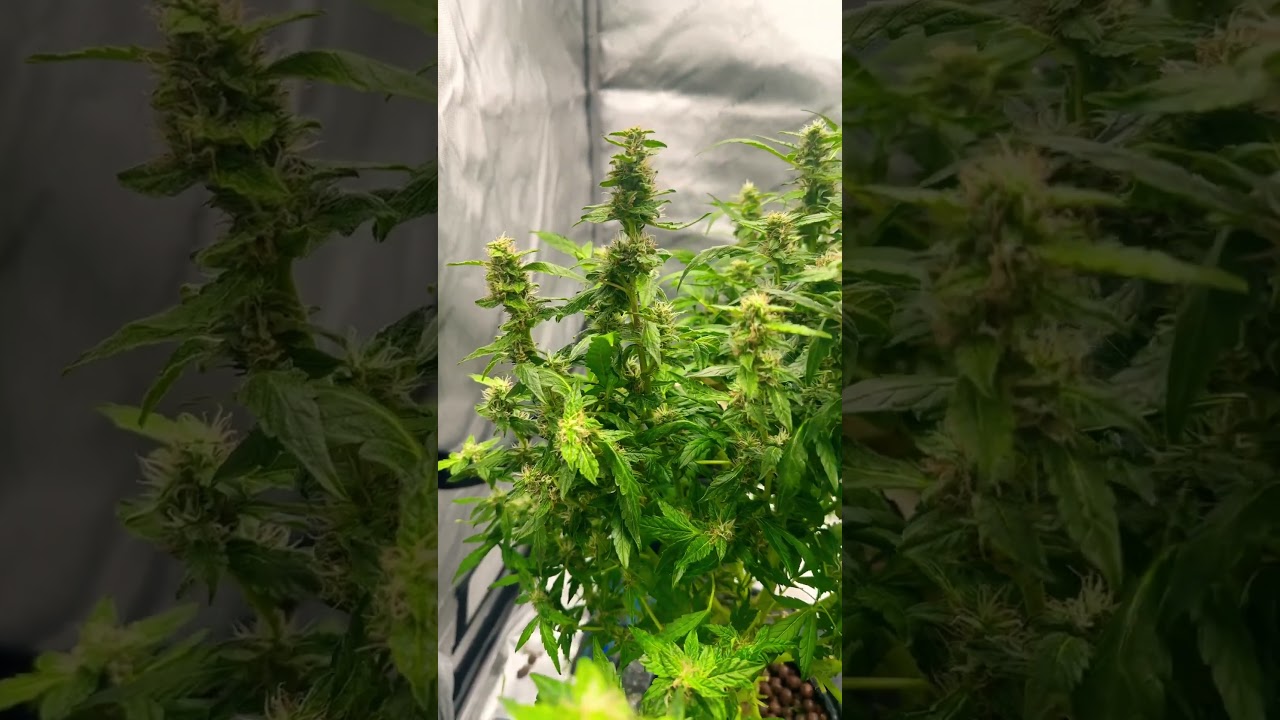 Gelato #growth#auto#indoorgrowing #nirvana#fypシ#howtogrow#420#afroman#cannabisheals#dailyhigh#fyp