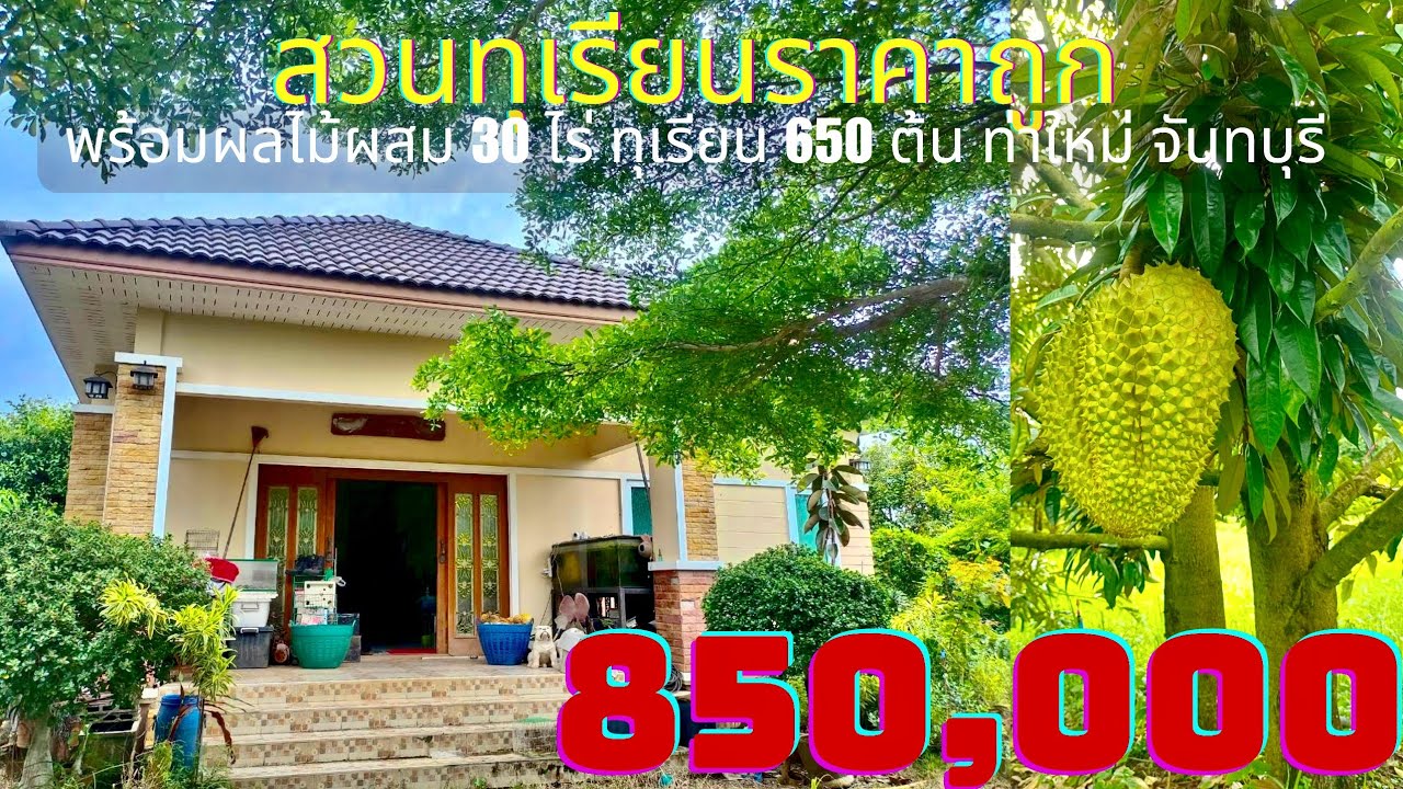 EP720.ขายสวนทุเรียนราคาถูก พร้อมบ้านหลังใหญ่ 1 หลัง ติดลาดยาง วิวเขา สนใจโทร 0981473498-0887902134