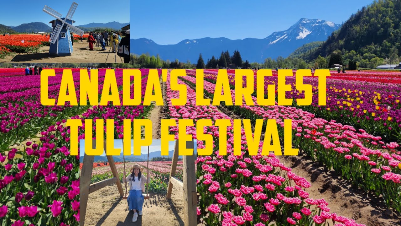 HARRISON TULIP FESTIVAL