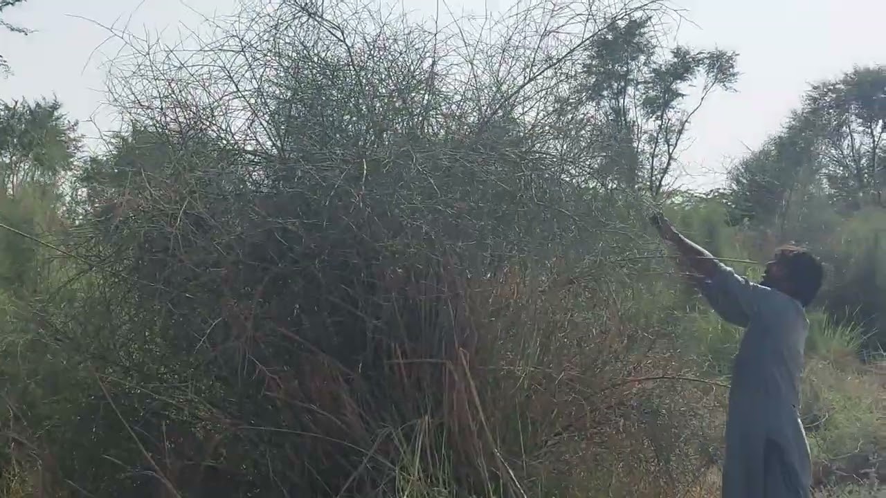 ڈیلے کا قیمتی اچار