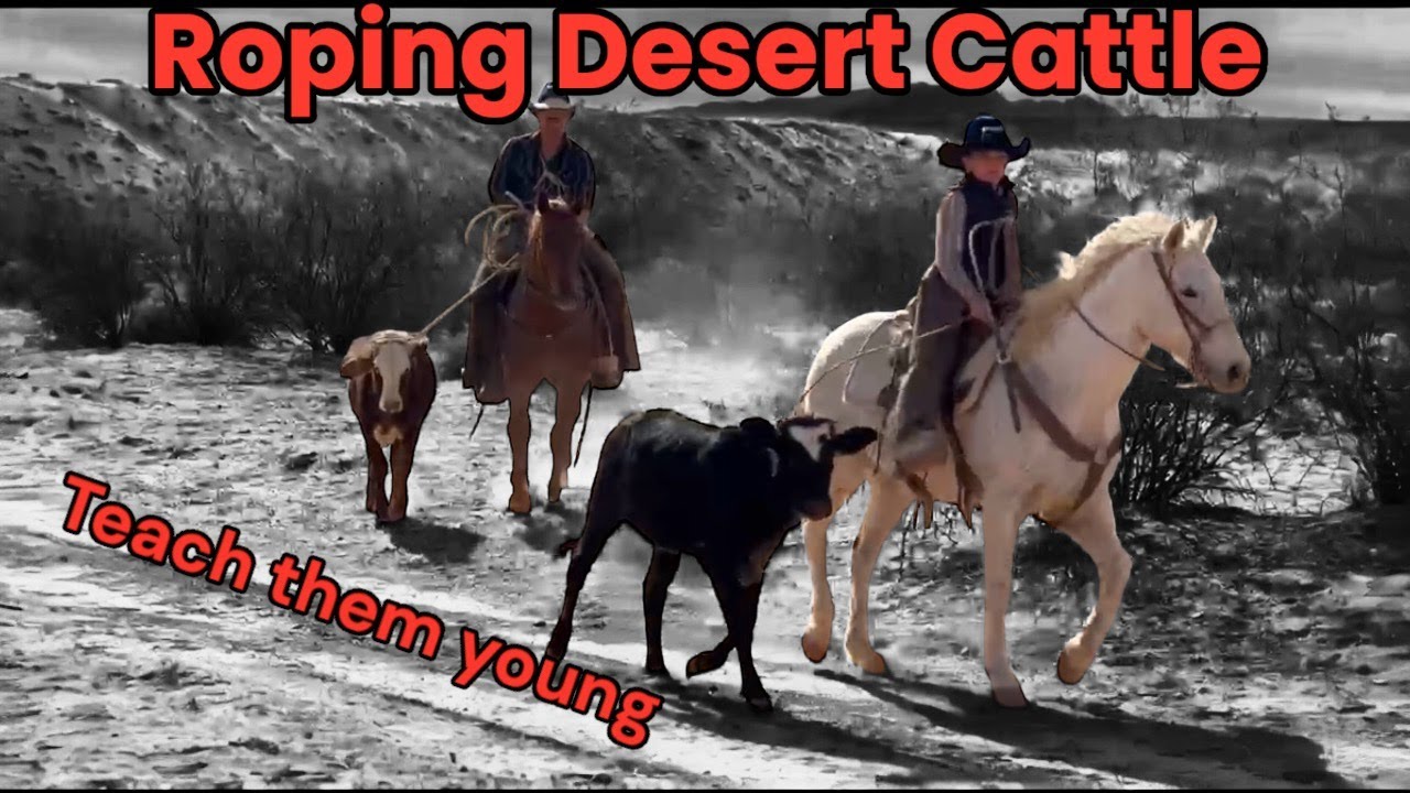 Teach them while They're Young, Roping Desert Cattle