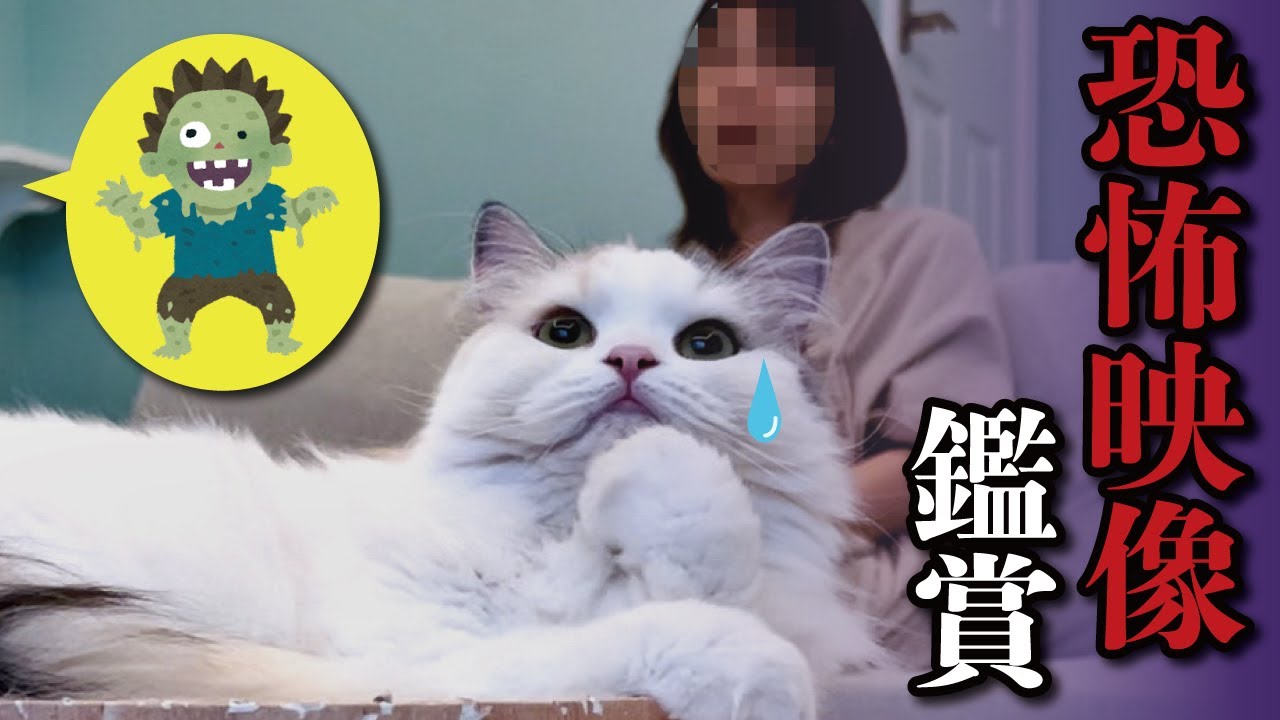 【衝撃の映像】猫と一緒に恐怖映像を見てたら猫が取り憑かれて大変な事になりました…【関西弁でしゃべる猫】 【猫アテレコ】
