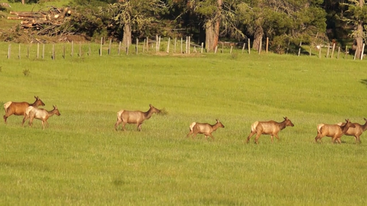 ELK Herd New Meadows Idaho