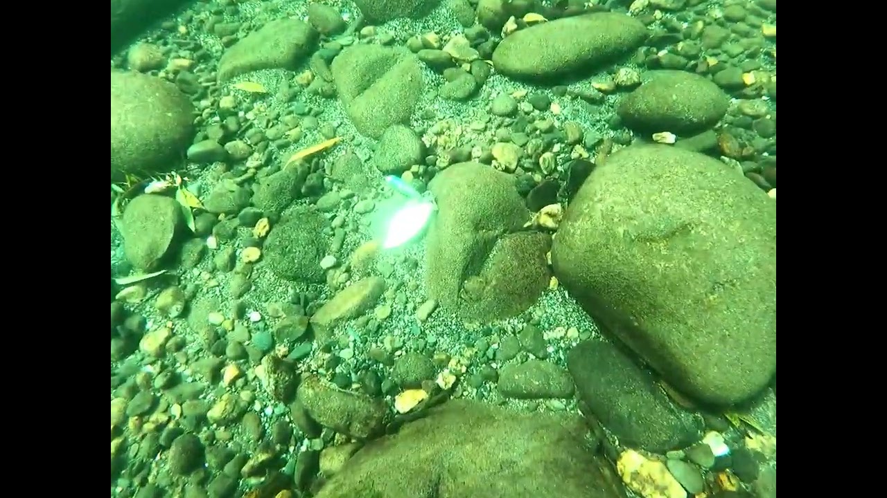 Señuelo rescatado ( Creo que es spinner)