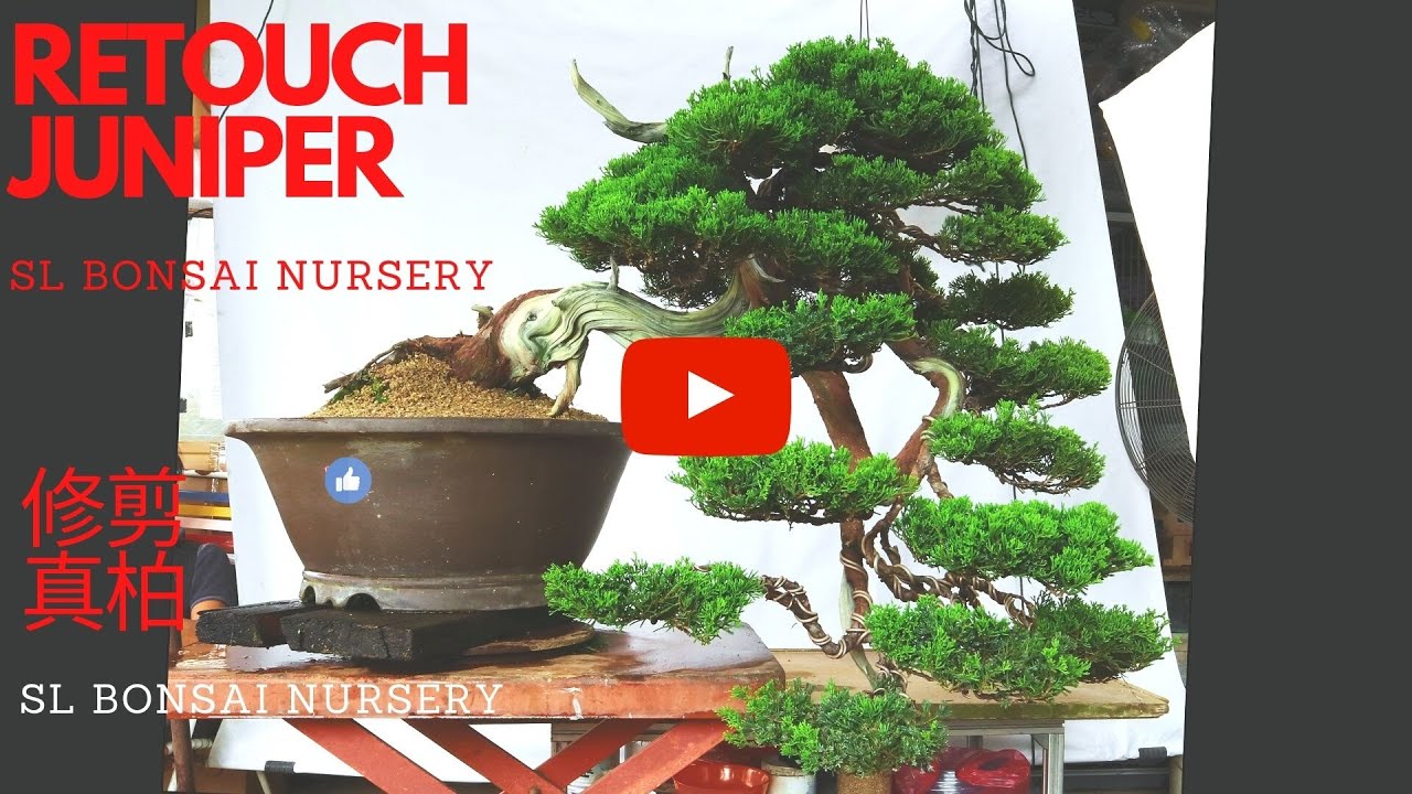 RESHAPE JUNIPER BONSAI 修剪真柏盆栽
