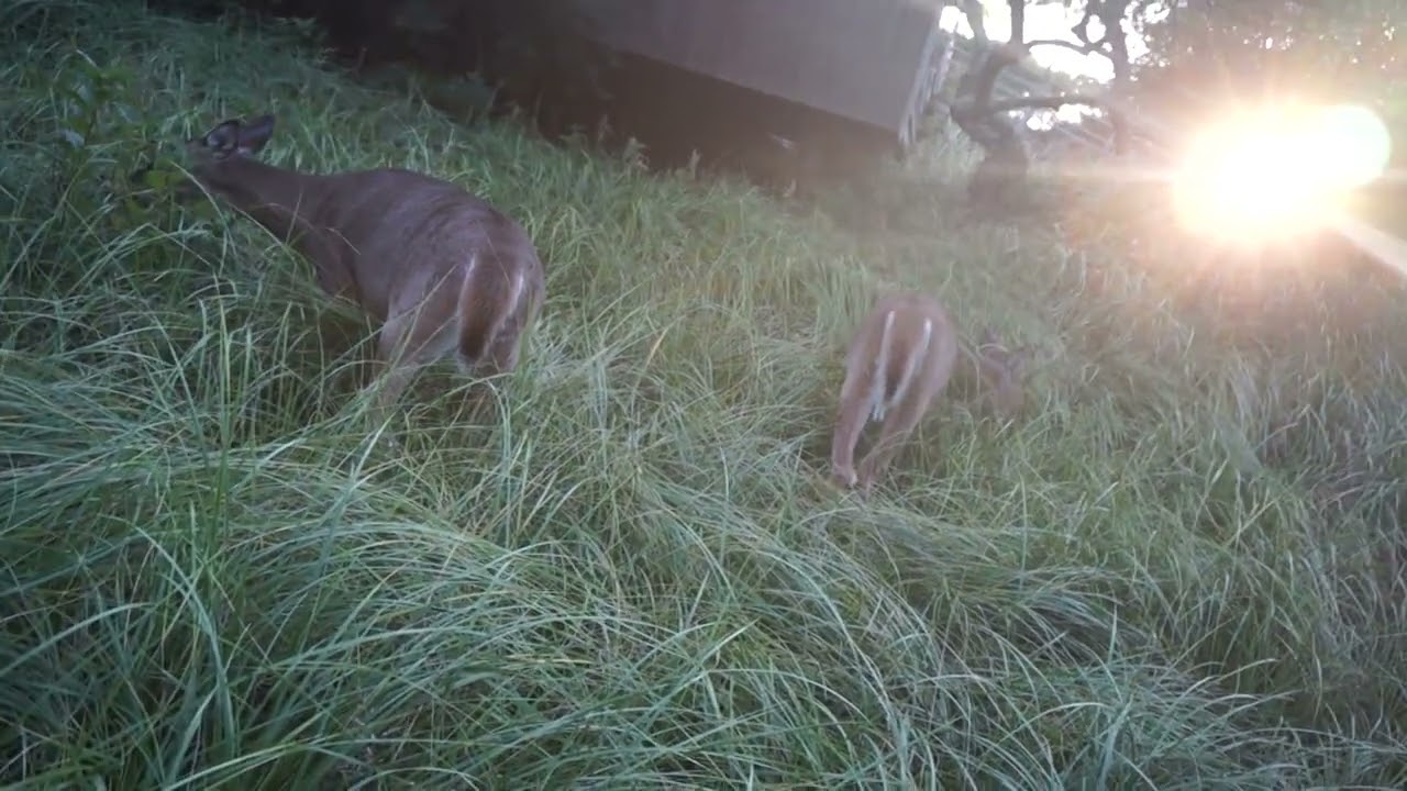 Deer Grazing in Jack Dowling's Yard in 2014