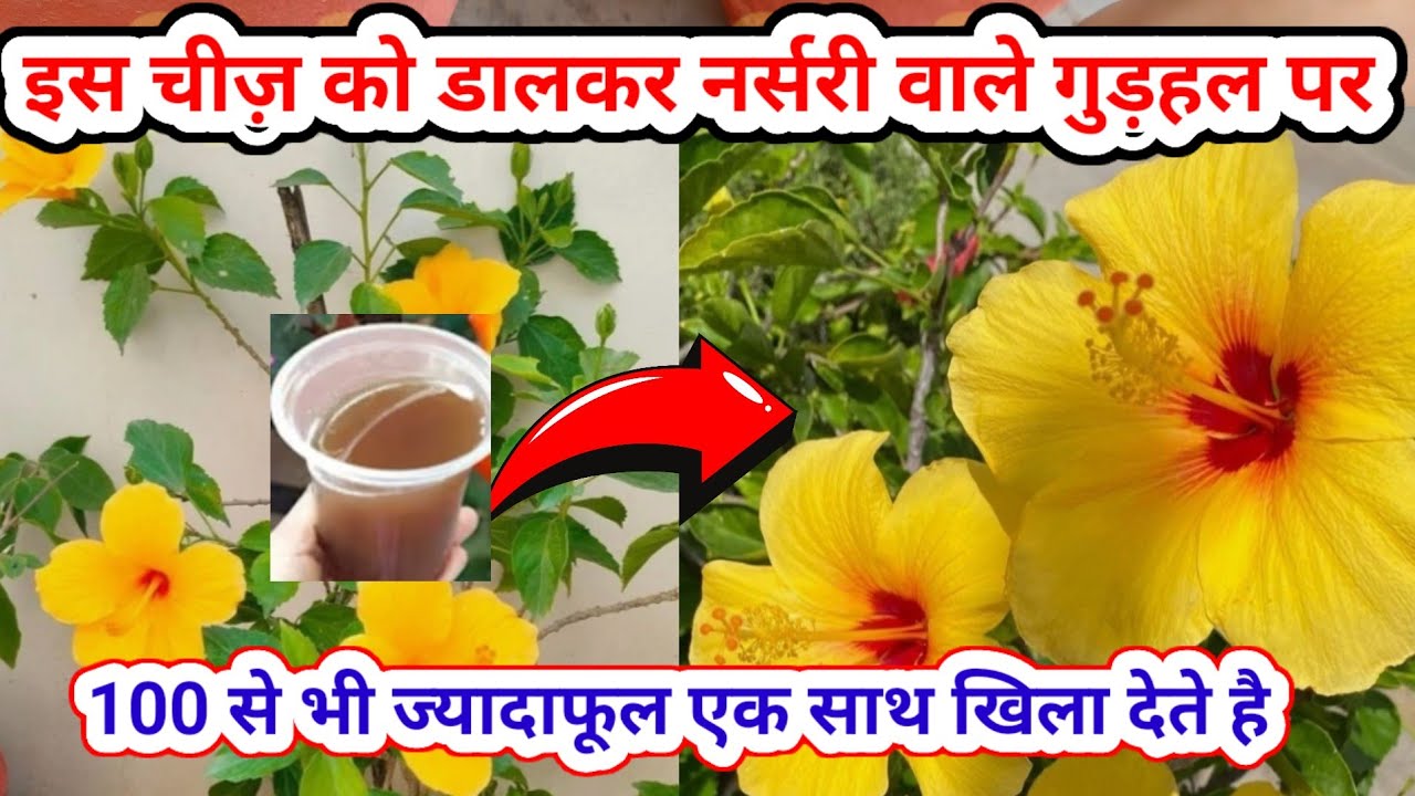 गुड़हल पर पाए 100 से भी ज्यादाफूल| Hibiscus Plant Care. गुड़हल के पौधे की देखभाल। Hibiscus flower 🌺🌺