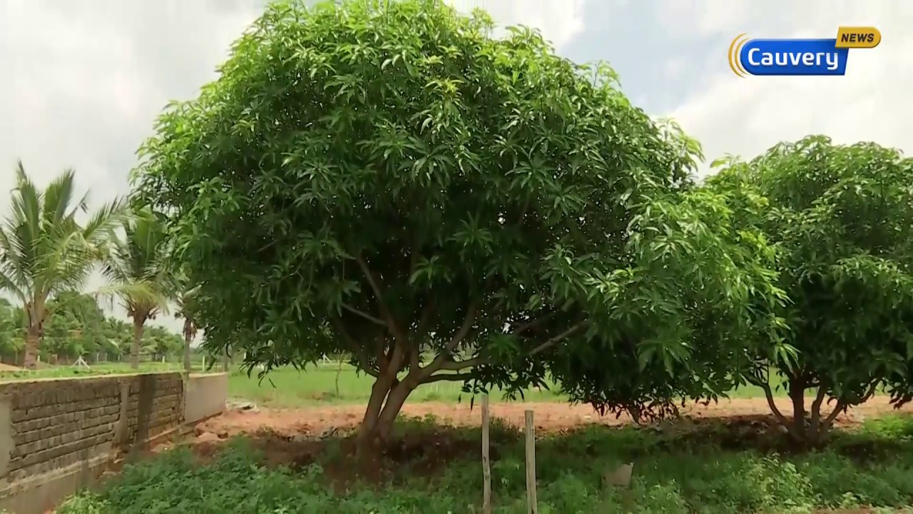 மாமரங்கள் கவாத்து செய்யும் முறை | Manvasanai