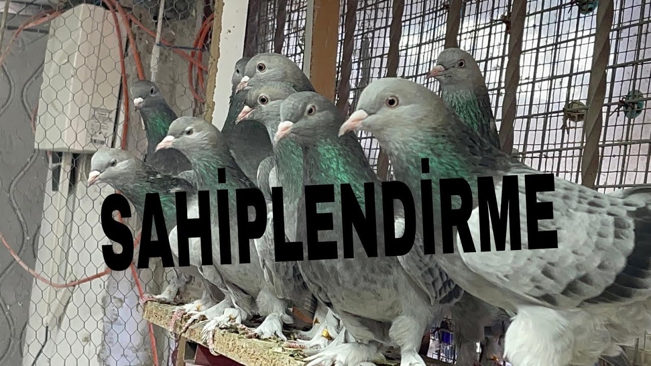 Sahiplendirme 05327713420 ÇOK KALİTELİ DAMIZLIKLAR#satılıkgüvercin #guvercinler #satılıkkuşlar