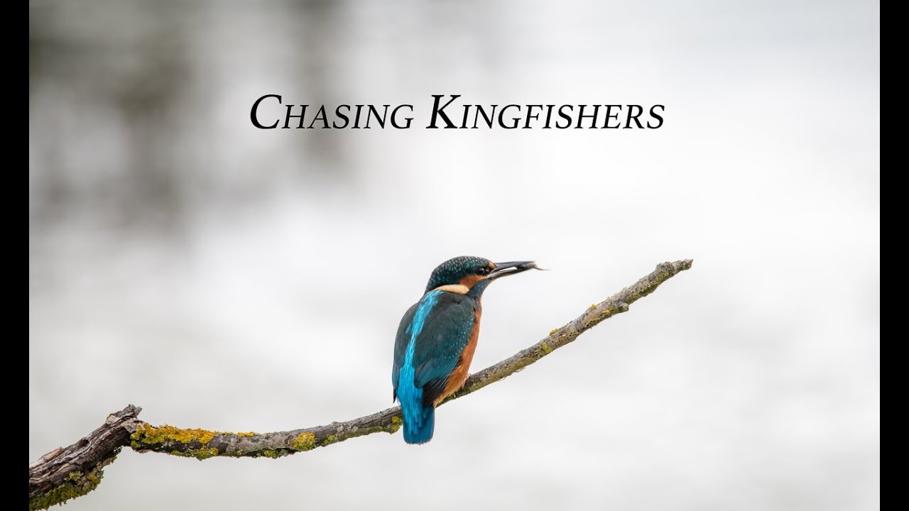 Chasing Kingfishers