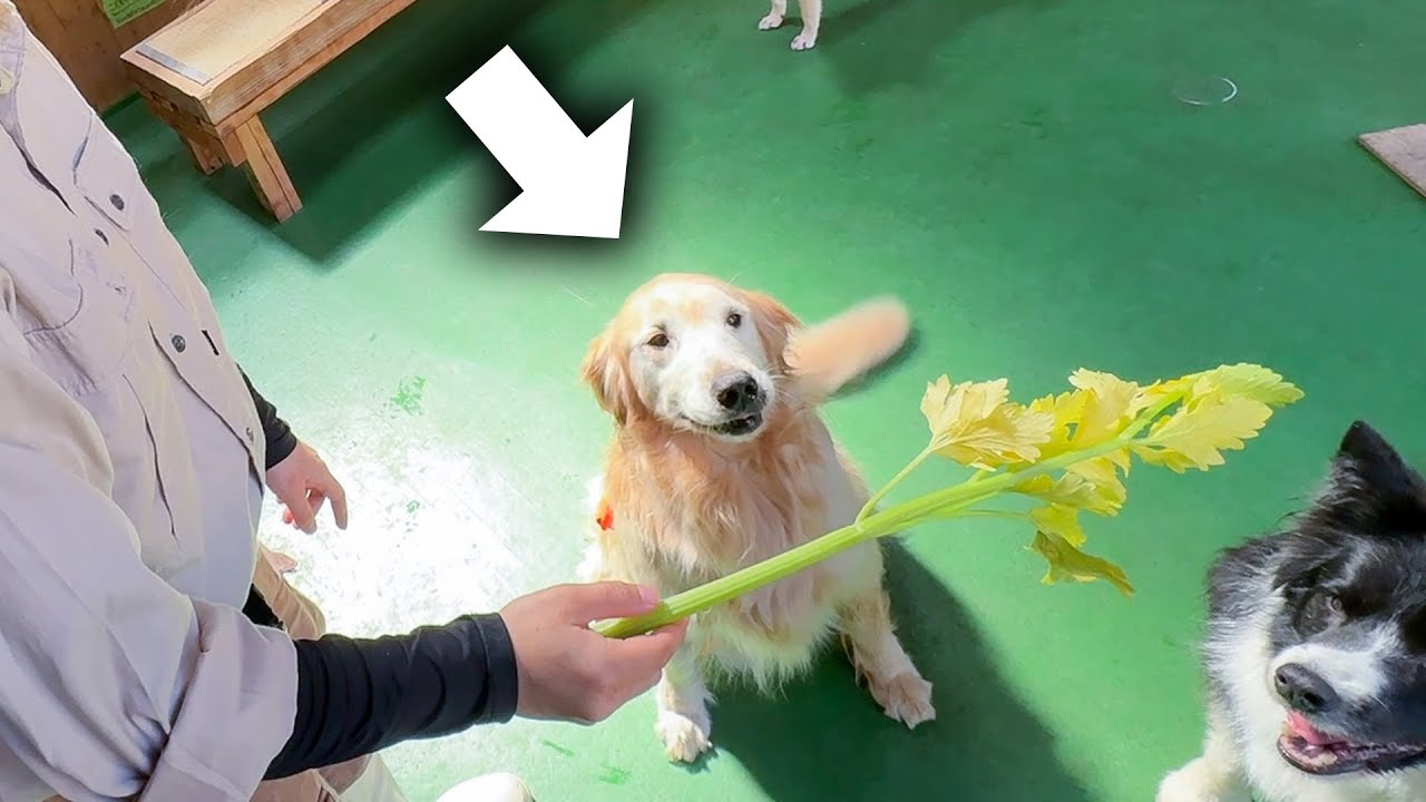 犬にセロリをあげてみたら、あまりの勢いの良さで放送事故レベルに…！？
