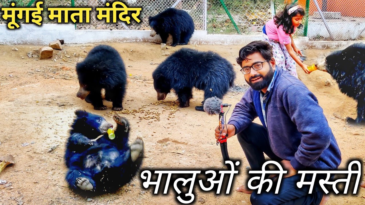 जंगली भालुओं की मस्ती | Bears At Mungai Mata Mandir | Bhalu Mandir
