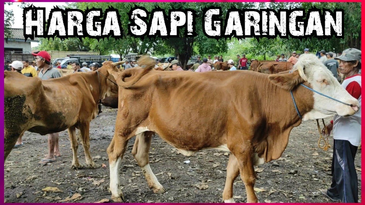 Harga Sapi Garingan Dan Sapi Rambon Bali Pasar Rogojampi Banyuwangi Jatim