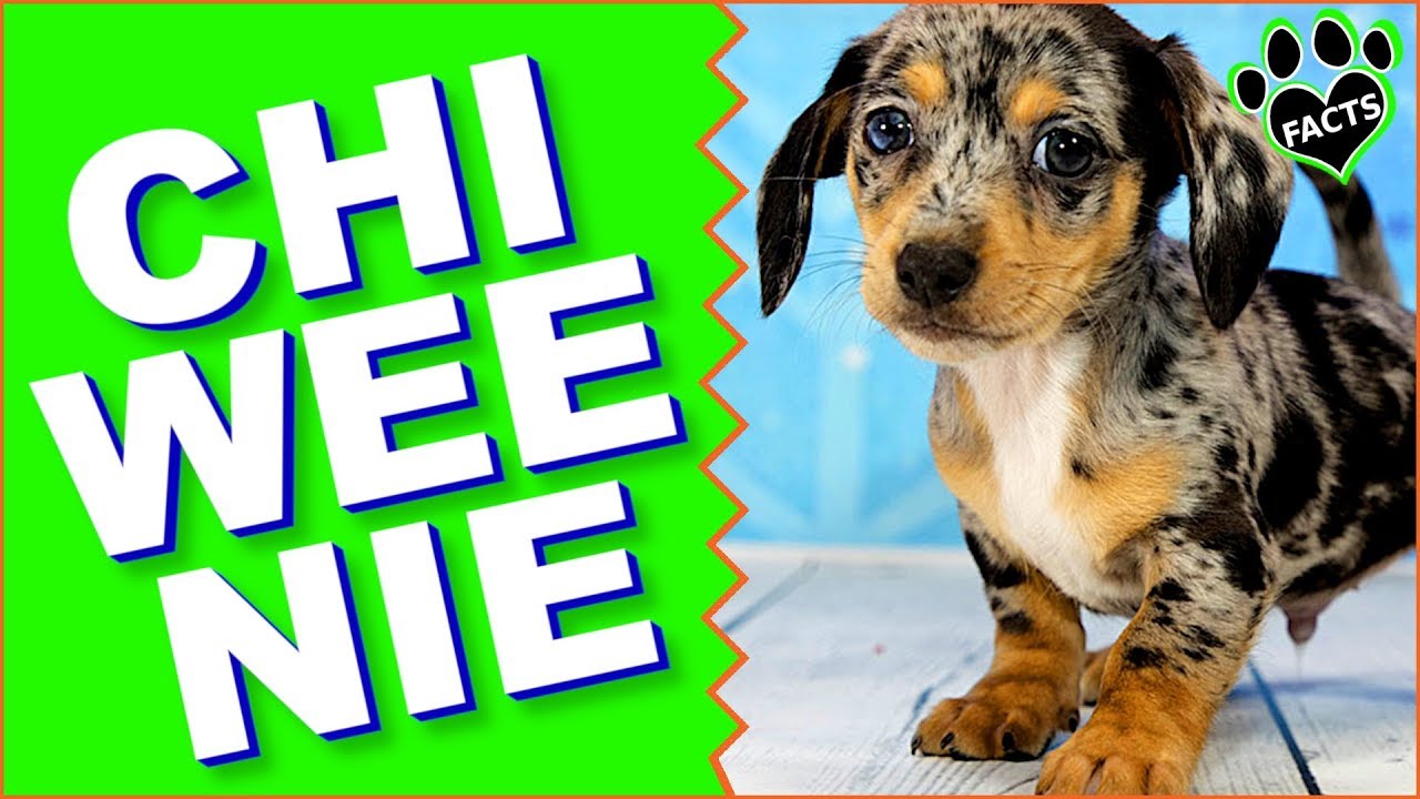Chiweenie Dogs 101 - Chihuahua Dachshund Mix Designer Dog