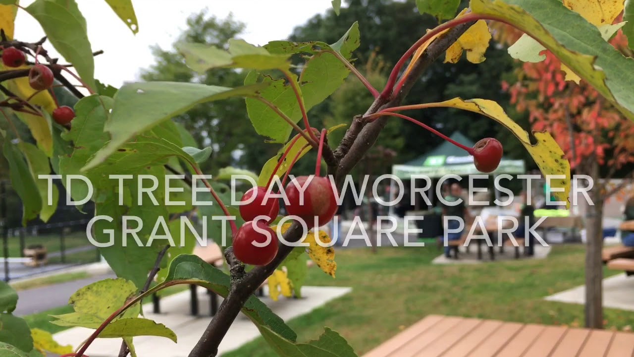 Worcester park trees