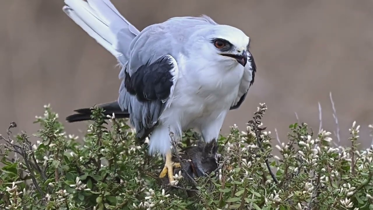 The White-tailed Kite tore off the head of the poor vole.