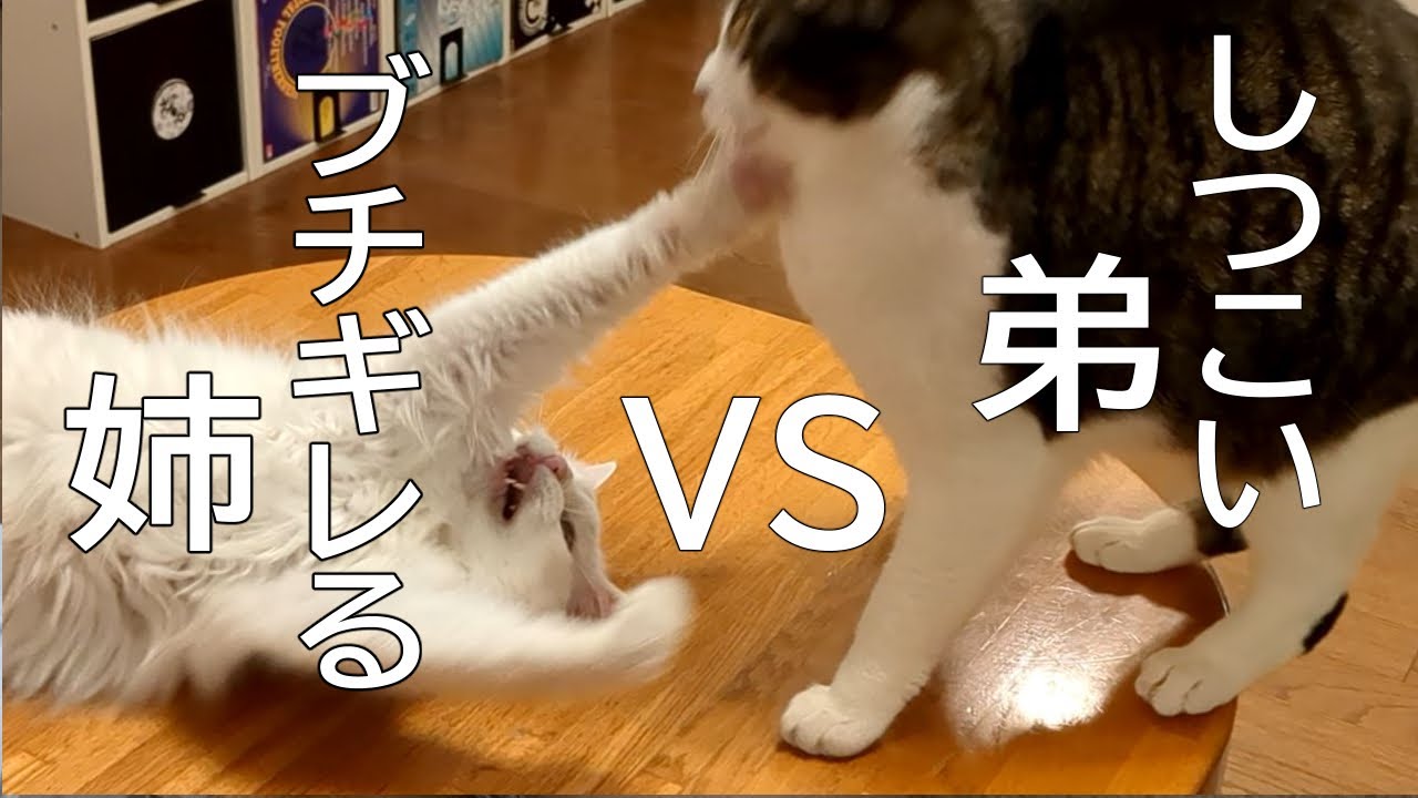 【猫飼い2周目】こっち来んなと姉猫にキレられ虚無顔の弟猫