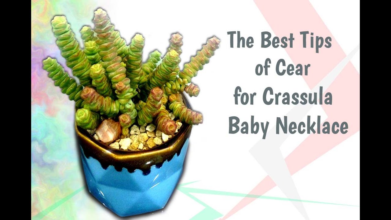 Best Tips in Summer for crassula Baby Necklace