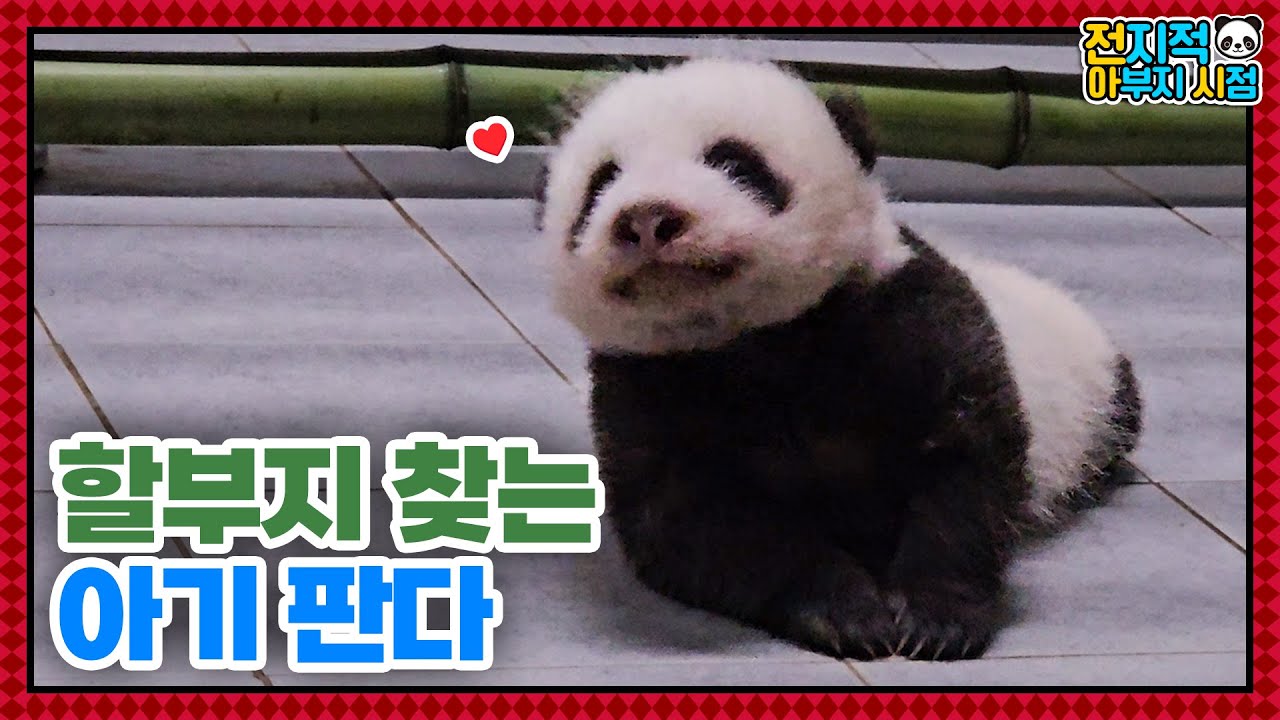 (SUB) Младшая сестра-близнец Фубао панда ищет смотрителя зоопарка🐼│ Panda World