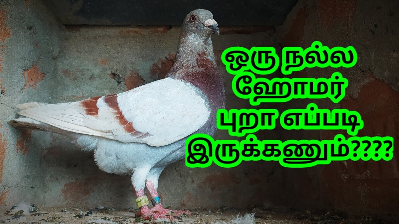 HOW TO JUDGE A PERFECT RACING HOMER PIGEON - SIMPLE TIPS FOR BEGINNER | CHENNAI PIGEONS TAMIL