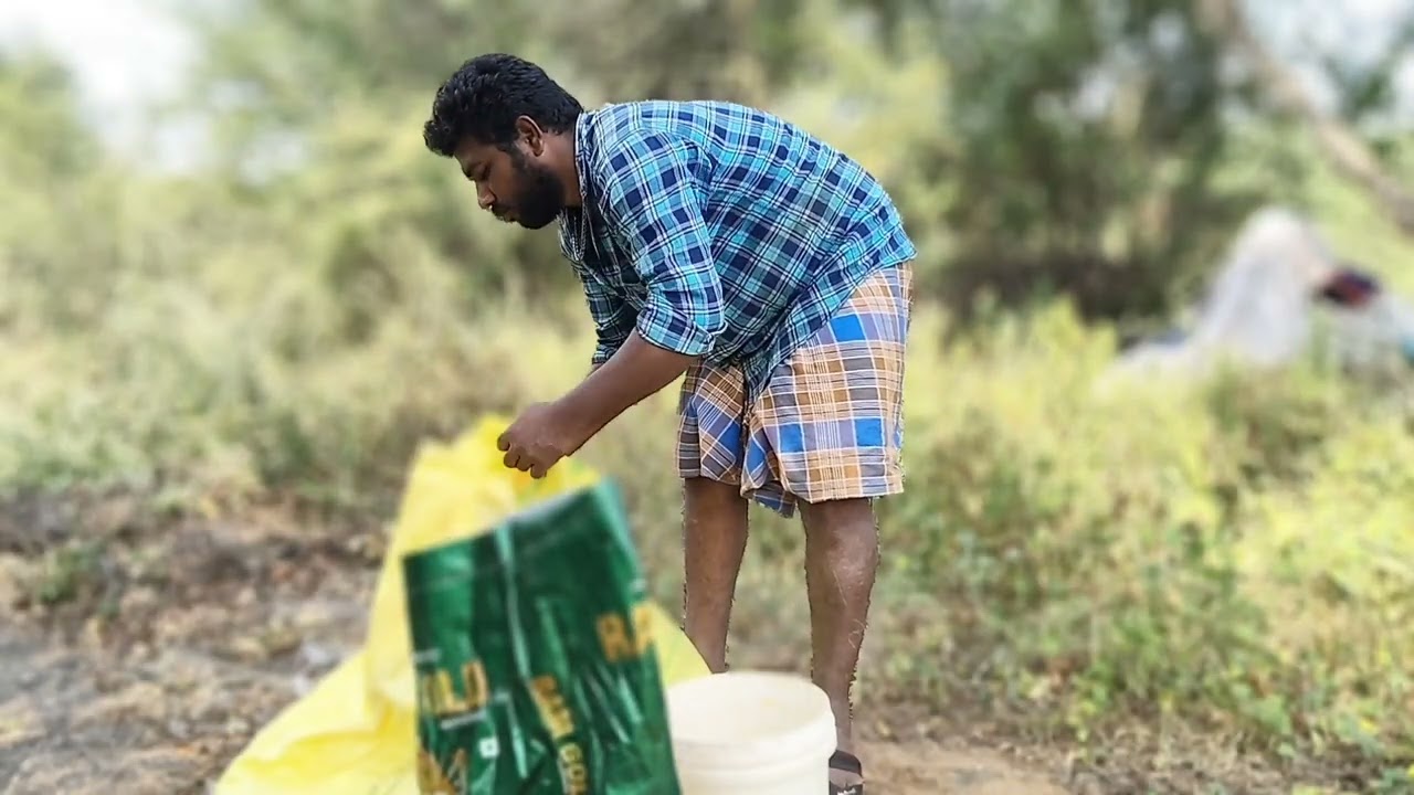 Tamil Farmer life | Usilampattiyan Bharathi | Fertilizer for mugwort (மாசி பச்சை )
