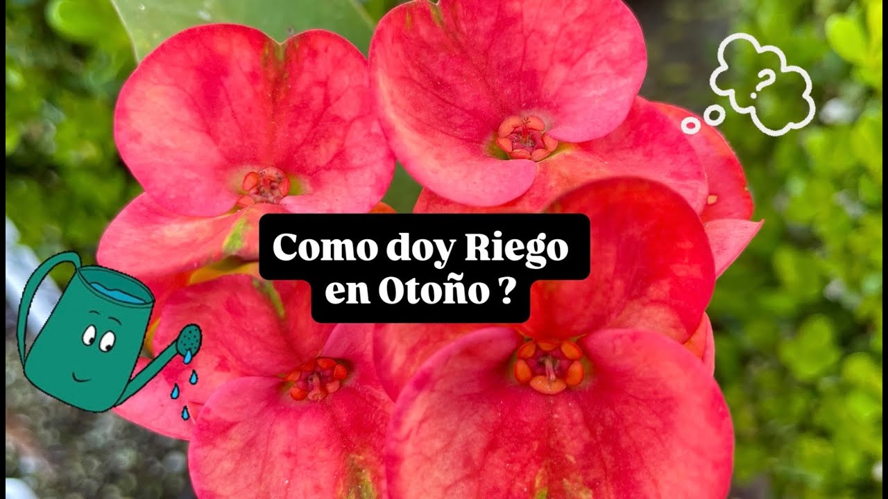 ♦️COMO DOY RIEGO A MIS CORONAS DE CRISTO EN OTOÑO⁉️🌸💦🙋🏻‍♀️