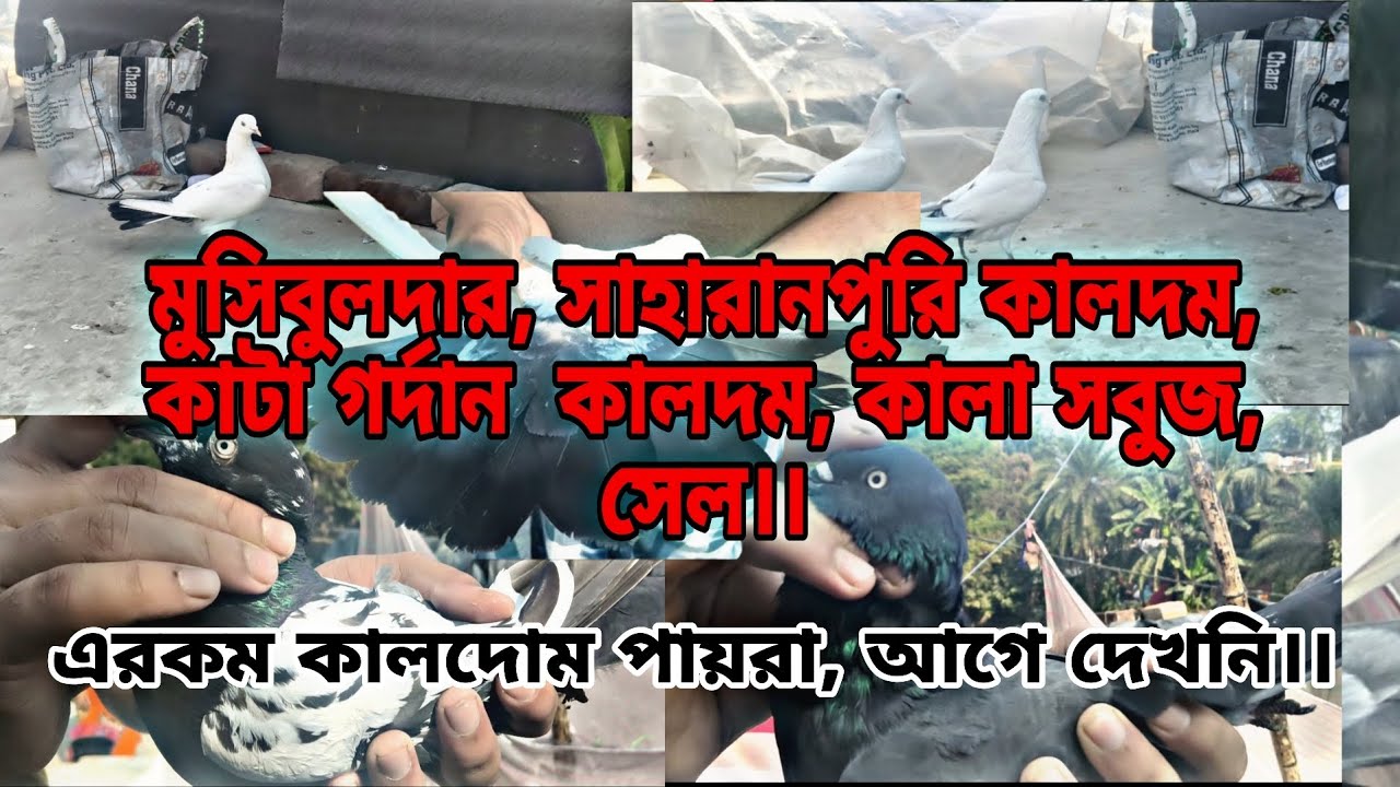 মসিবুল দার, কাটা গর্দান কালদোম, সাহারান পুরি কালদোম, কালা সবুজ,সেল।#pigeon #pigeonhouse #kabutar 