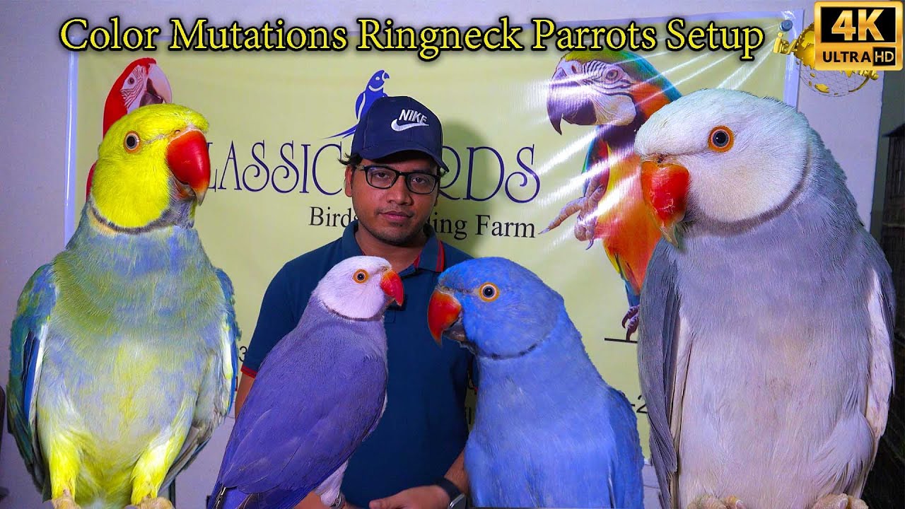 Most Beautiful Color Mutation Ring Neck Parrots Setup | Unique Parrots | أجمل الببغاوات الملونة