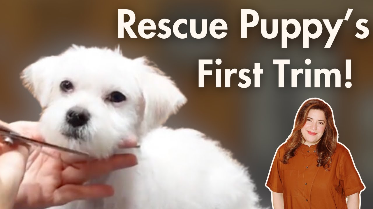 Rescue Puppy's First Trim ASMR & Tips
