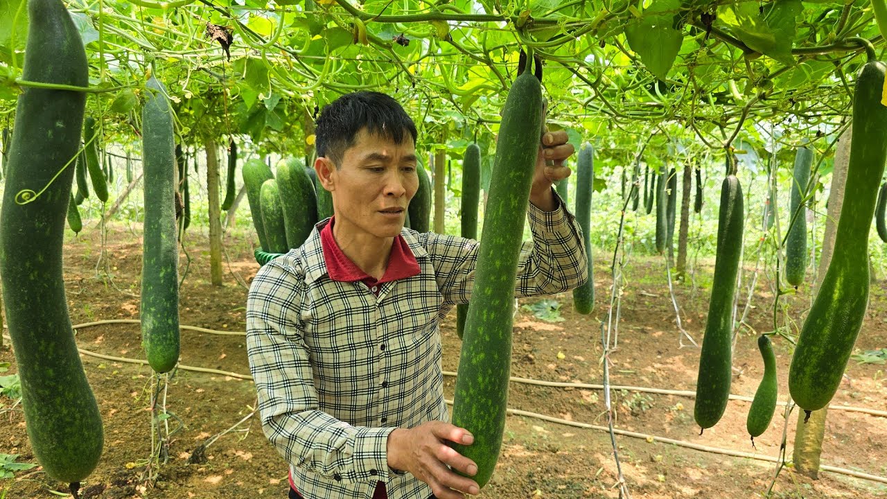Harvesting Giant Squash Goes To Market sell - Pet Care | Solo Survival