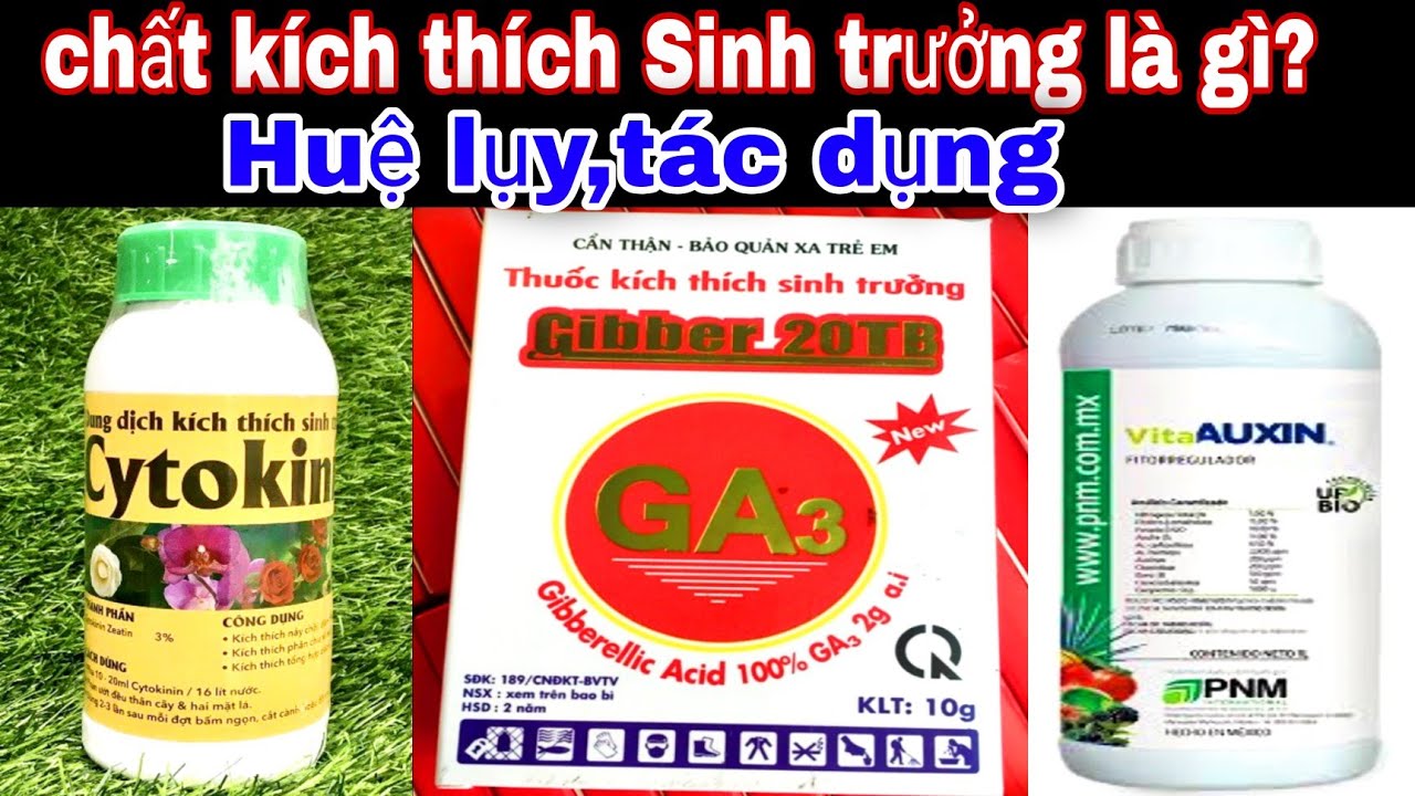 C&aacute;ch Sử dụng Chất K&iacute;ch Th&iacute;ch Sinh Trưởng Ga3, Auxin, Cytokinin-Vai Tr&ograve;, C&aacute;ch Sử Dụng,Huệ Lụy