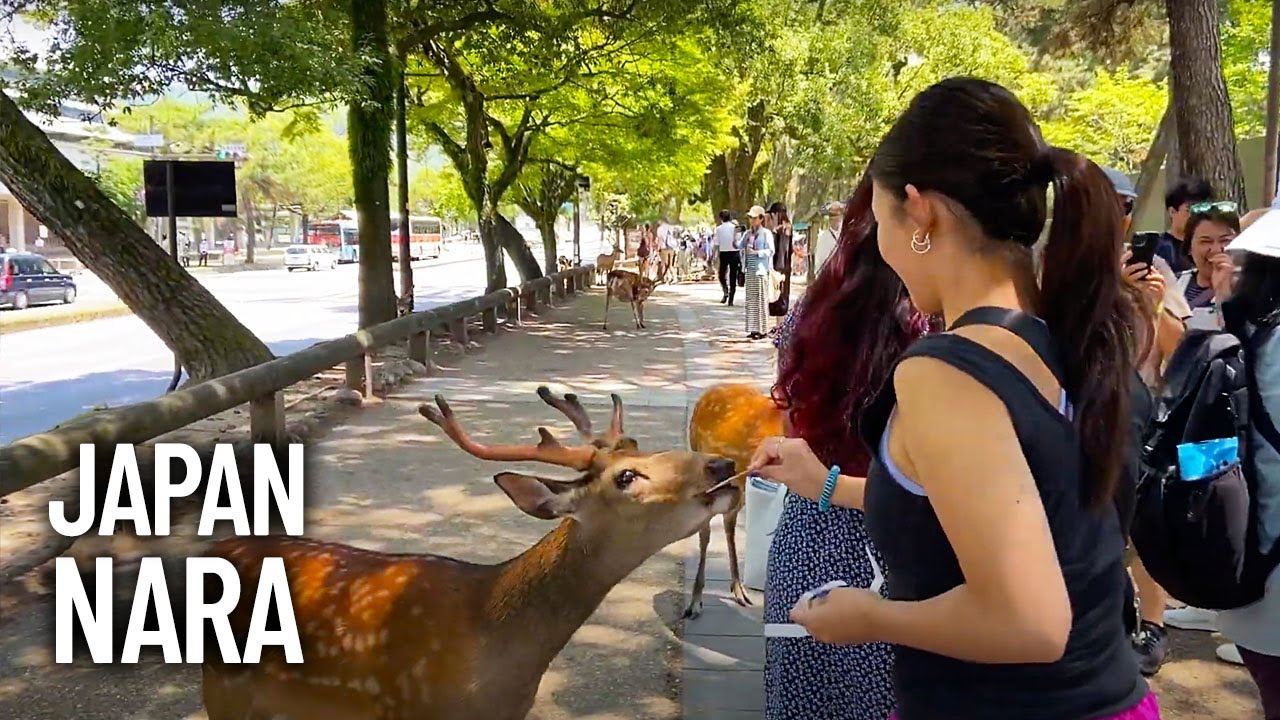 Nara (奈良市) Japan & Nara Deer Park (奈良公園) - Walking Tour 2023