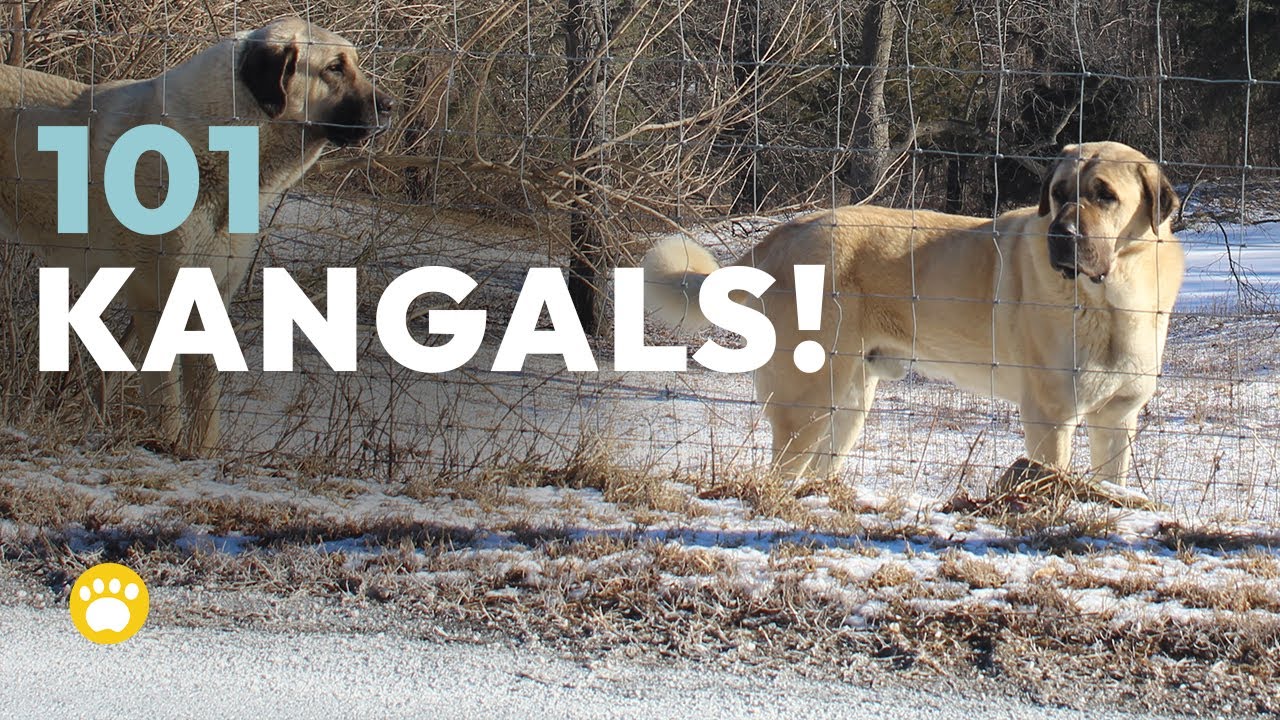 Kangal Shepherd Dog 101