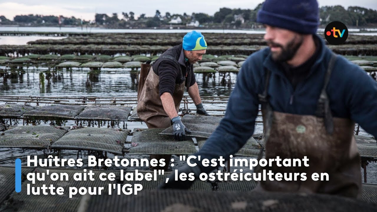 Huîtres Bretonnes : 