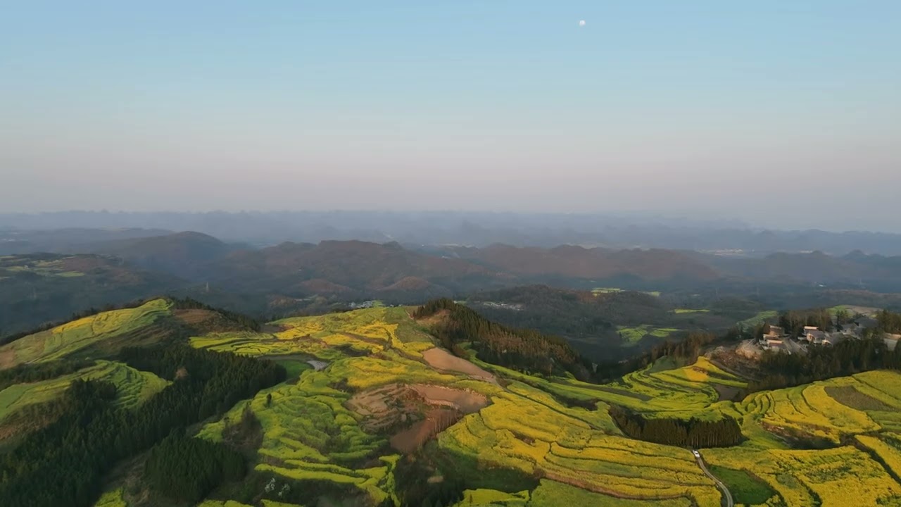 2026雲南羅平油菜花田