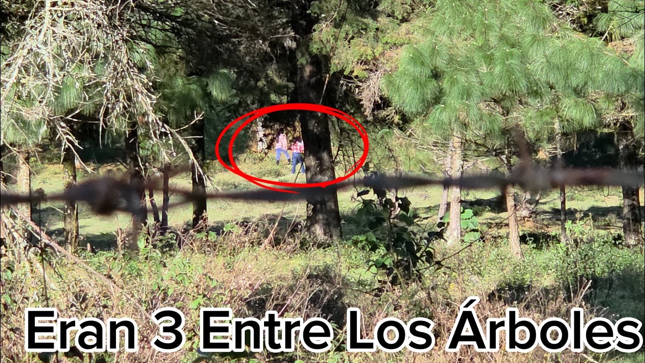Solas Entre Los Árboles Me Asusto La Mula 