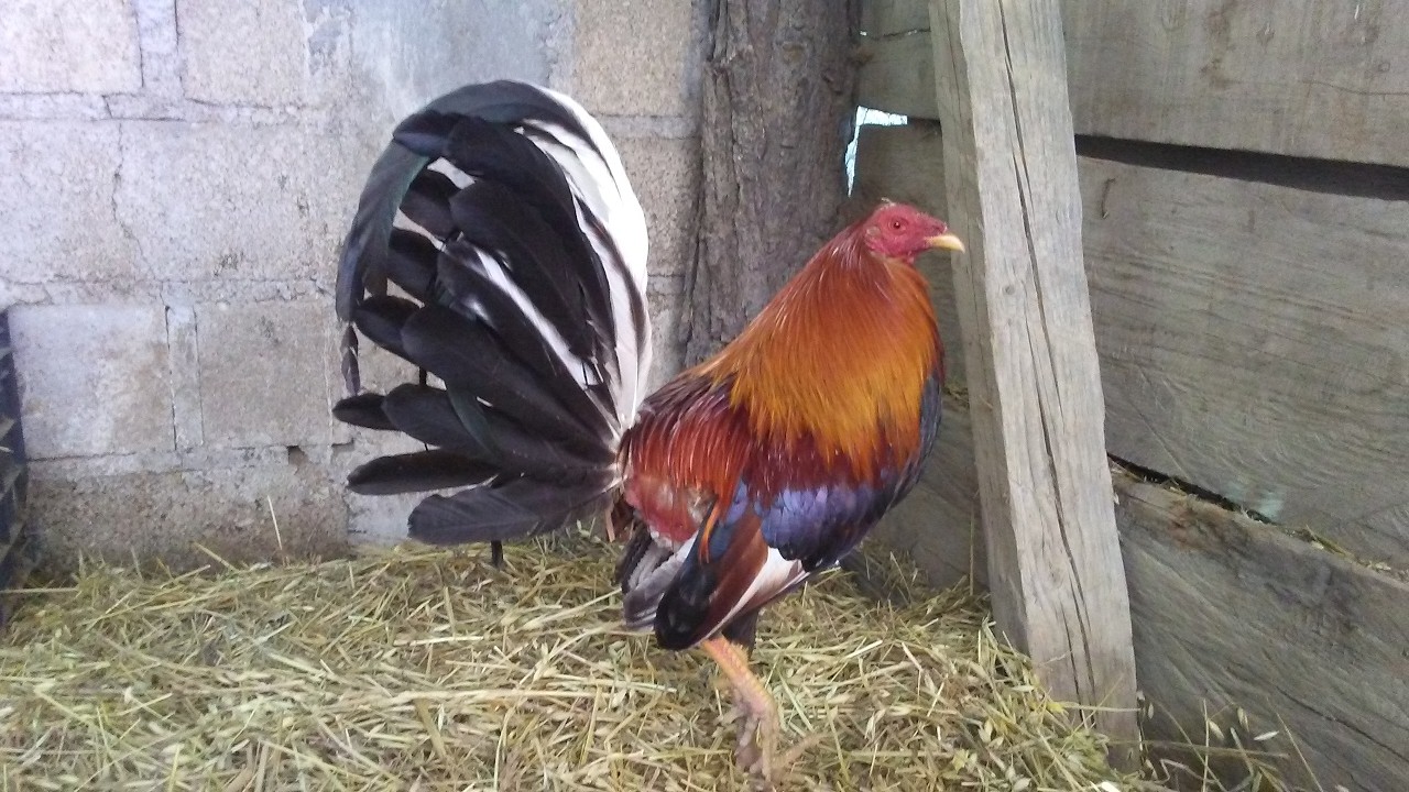 Pluma BONITA y BRILLANTE con estos 4 Tips | Gallos Finos🐓