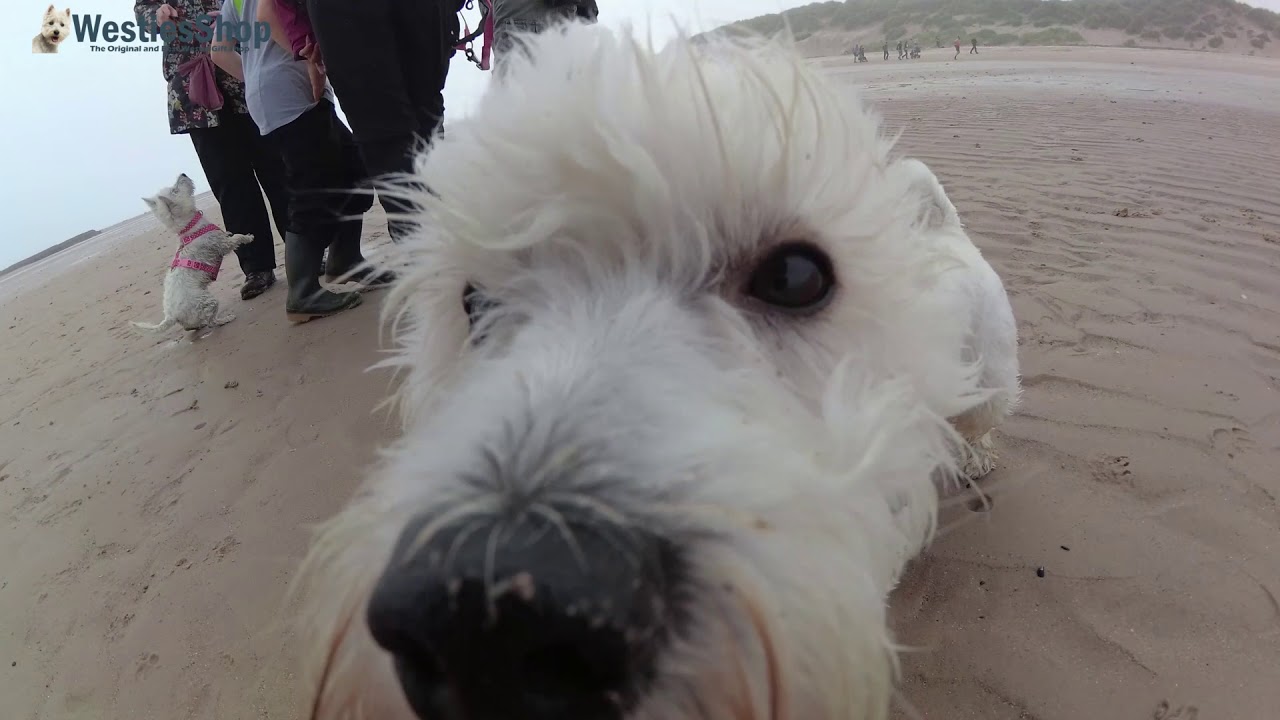 Bamburgh Westie Walk - Westies on the beach