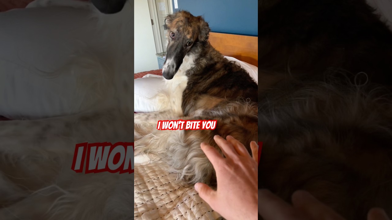 Лоси не терпят дураков 