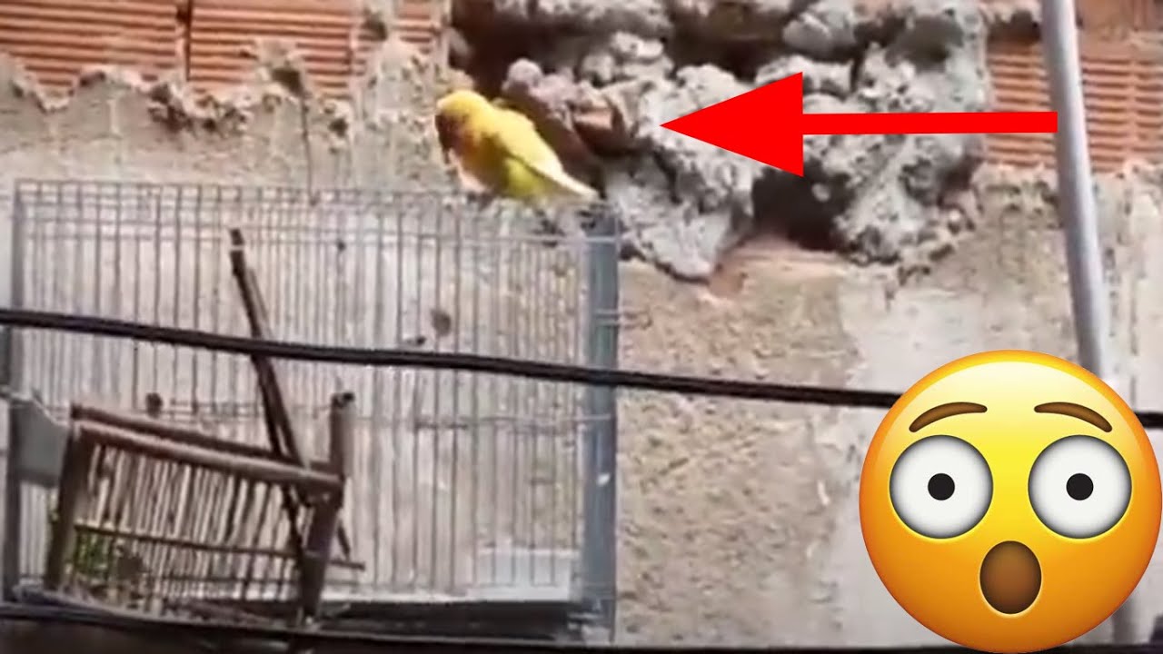 PEGUEI UM AGAPORNIS SOLTO