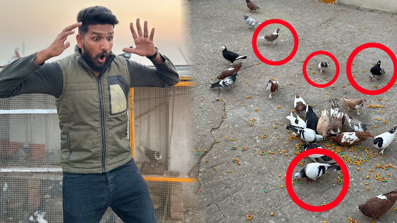 Aaj kisi Kay 4 kabutaron ko utar liya or ya Kia hua😱😳