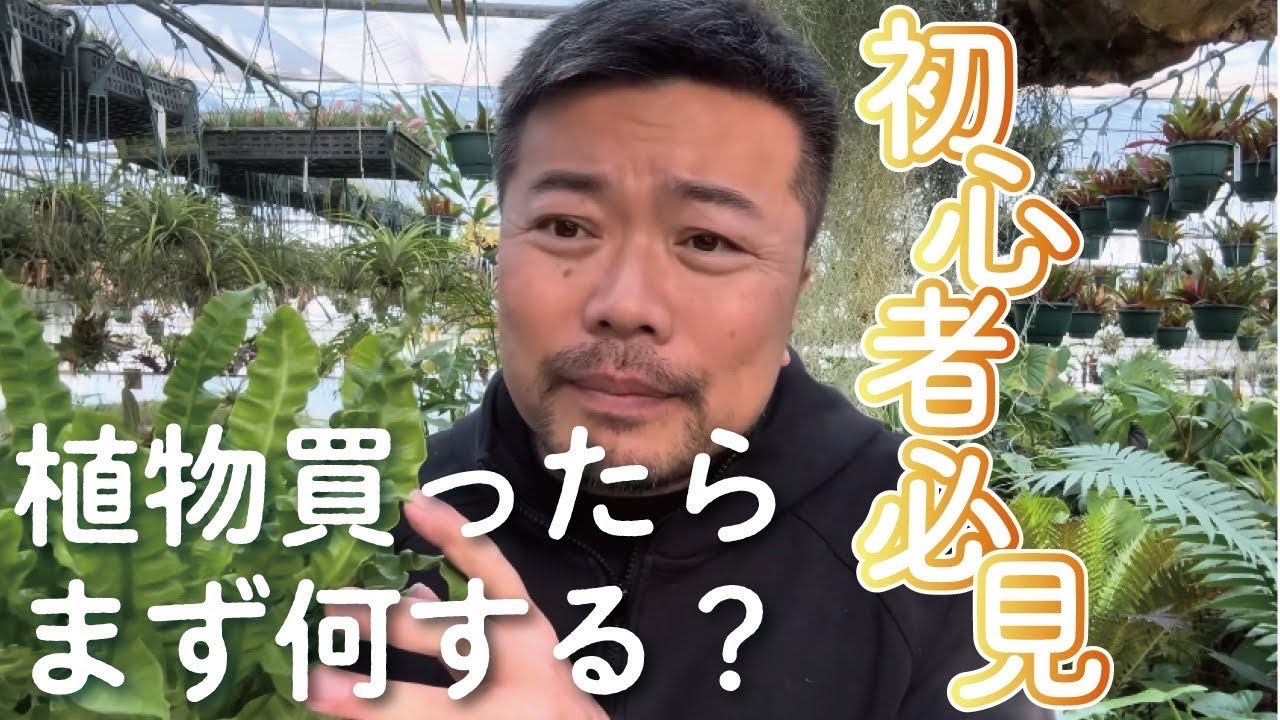 【初心者向け】植物買ってきたら、まずどうする⁉️を解説　#観葉植物 #園芸 #初心者 #100均