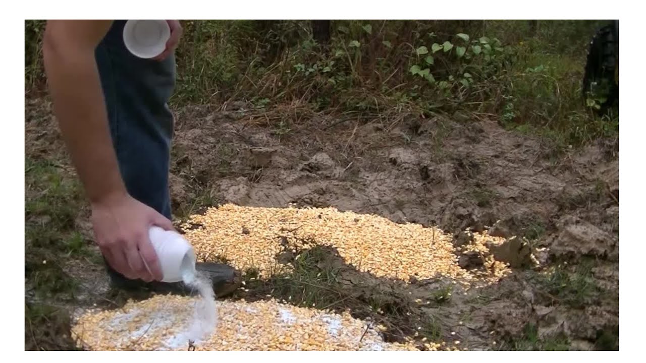 Виноградный прохладительный напиток, кукуруза против кукурузы для оленя! Что победит?