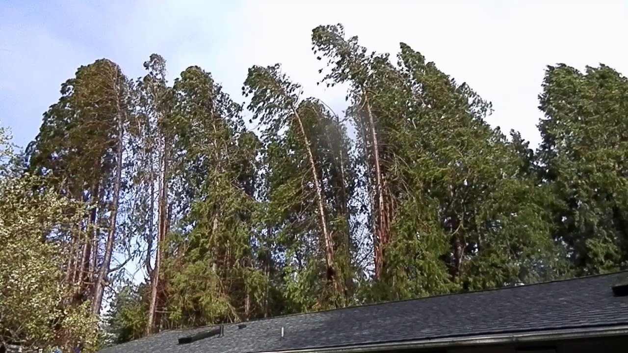 Trees being blown down in the wind