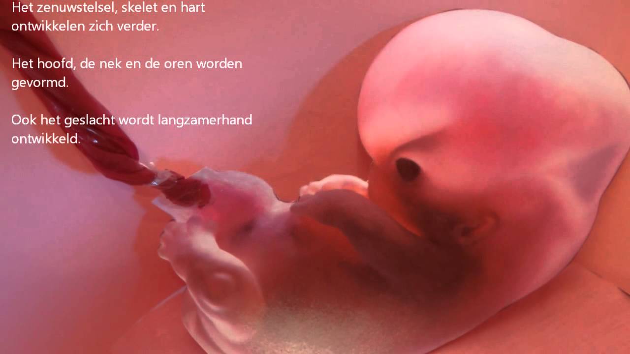 Biologie Embryonale ontwikkeling ~ dag 1 tot week 40