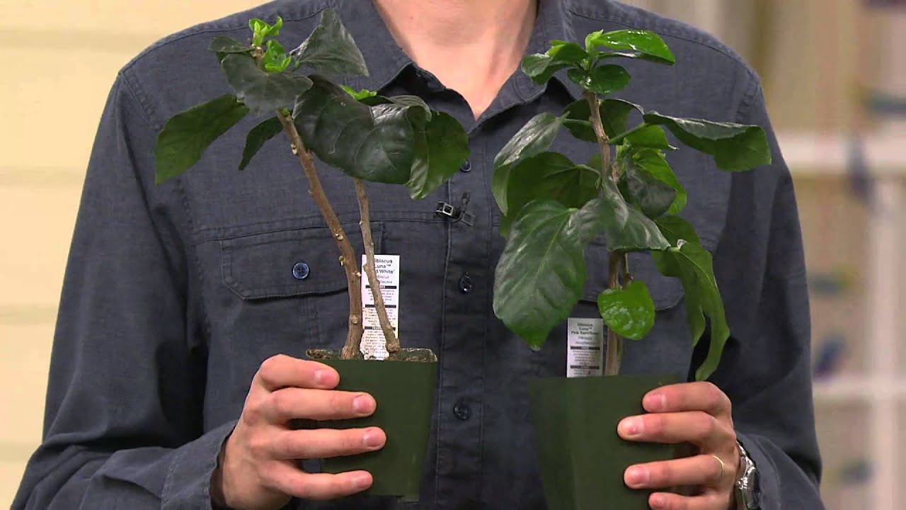 Roberta's 3-pc. Top Class Multi-Color 2-in-1 Hardy Hibiscus with Jill Bauer